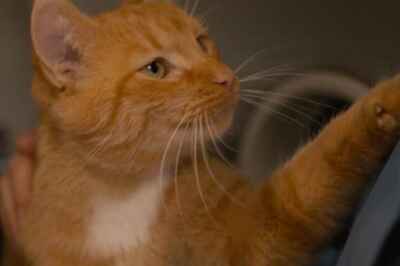 $11-Million Gift to Shape Future of Veterinary Care