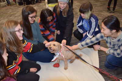 Need a Break? Take a Paws With Therapy Dogs
