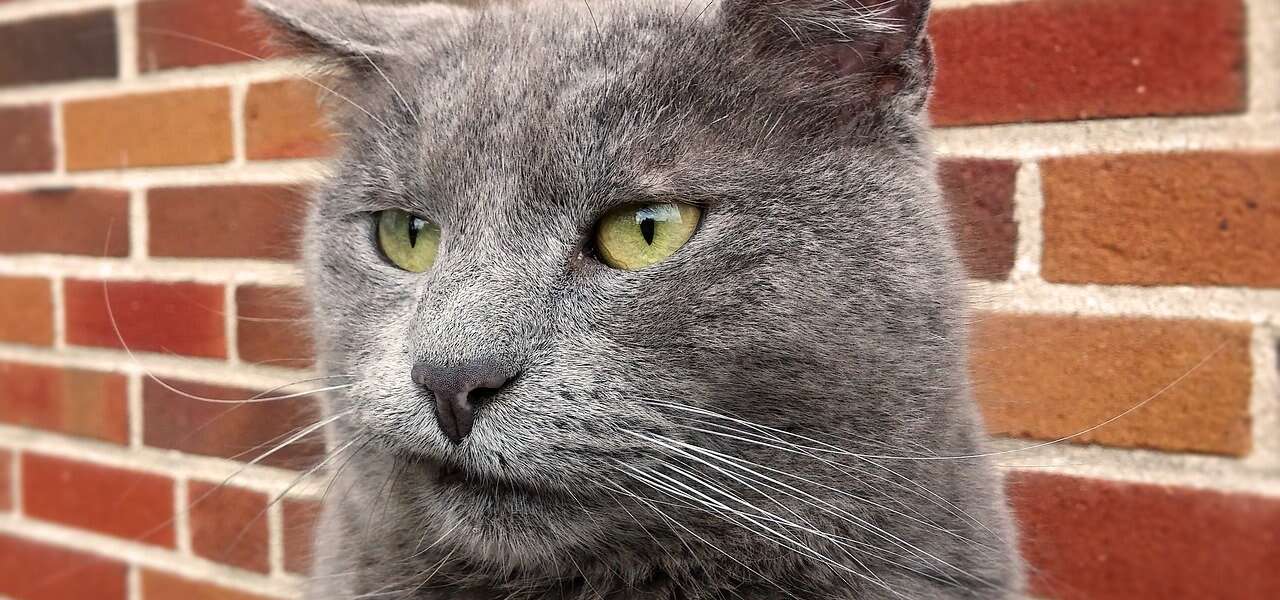A cat looking displeased is shown