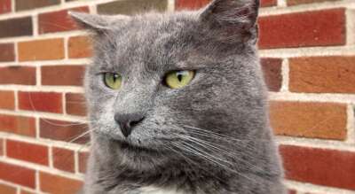 Cats’ Faces Hard to Read, Except for ‘Cat Whisperers,’ U of G Research Finds  