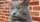 A cat looking displeased is shown