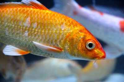 Scales Offer Insight Into Chronic Stress of Fish, U of G Study Finds
