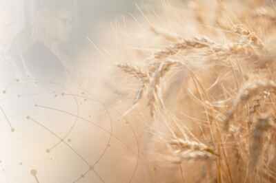 International Experts to Discuss Canada’s Food System at Arrell Food Summit
