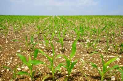 Climate Change to Increase Global Farmland, But at Environmental Costs, Study Reveals