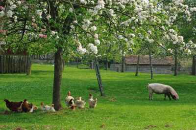 The COVID-19 Outbreak Shows Human, Animal and Environmental Health Requires Co-ordinated Approach
