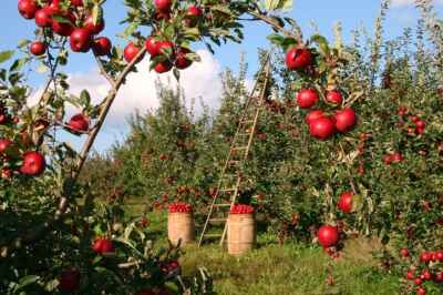 U of G Researchers Awarded Funding for Sustainable Food Production Projects