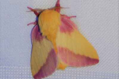 Moth Common at U of G Arboretum Makes Headlines
