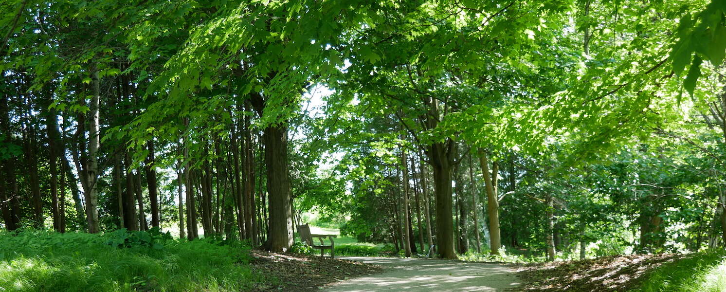 Tree-lined path in U of G's The Arboretum