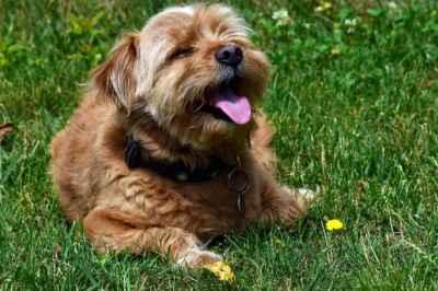U of G Vet Discusses Keeping Pets Cool in a Heat Wave