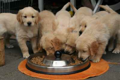 More Pets Being Fed Homemade, Raw Diets, U of G Research Reveals