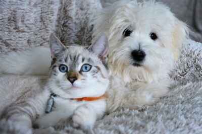 U of G Online Survey to Evaluate Pandemic’s Effects on Pets