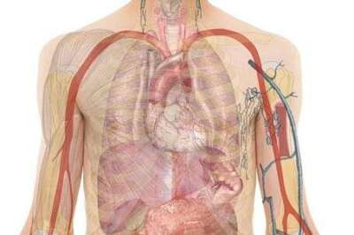 Circadian Rhythm Key to Gut Health That Improves Heart Repair, U of G Study Reveals