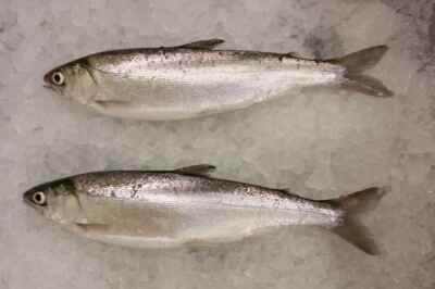 Researchers Receive Funding to Study How Diluted Bitumen Affects Pacific Salmon