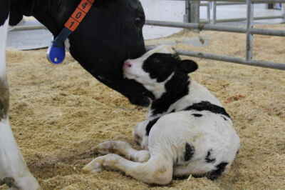U of G Leading Global Dairy Farming Genomics Project
