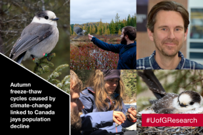 Freeze-Thaw Spoiling of Cached Food Threatens Canada Jays, U of G Study Finds