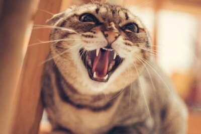 Training Methods Linked to Aggressive Behaviour in Cats, U of G Study Finds