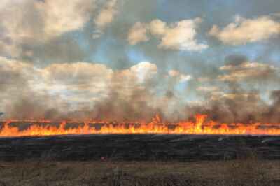 U of G Researcher Setting Fires to Save Plant Biodiversity