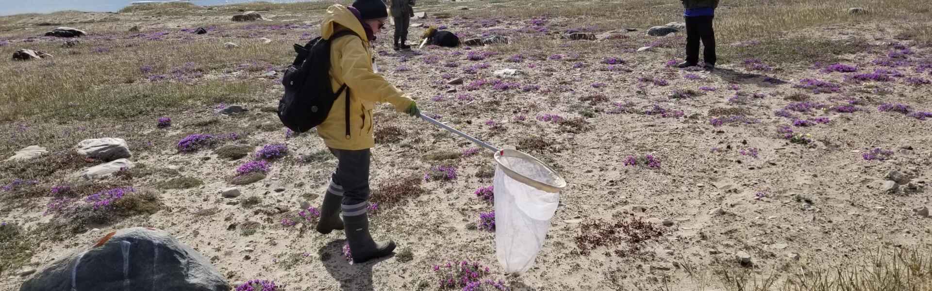 Four members of an Arctic BIOSCAN team scan the ground for arthropods