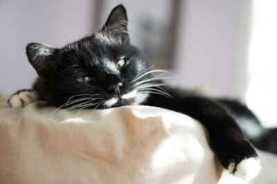 Pets at High Risk of COVID-19 Infection From Owners, U of G Research Finds