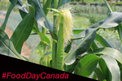 Corncob Silks Could Have Crop Protection Powers, U of G Researchers Discover