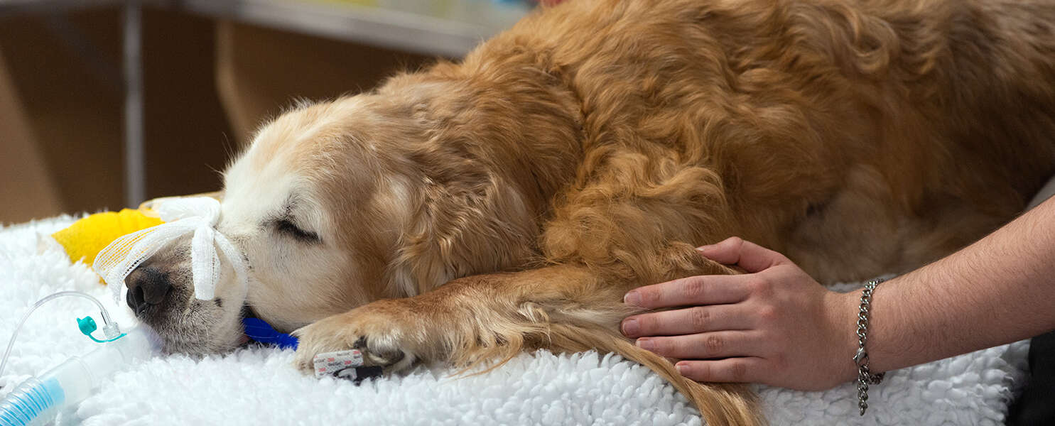 A golden retriever sleeps on an examination table