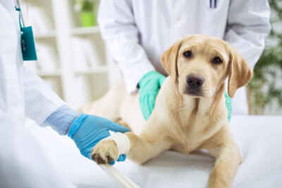Veterinarians Shortening Antibiotic Prescriptions for UTIs in Dogs, U of G Study Finds