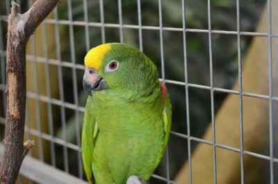 Intelligence Can Hinder a Bird’s Ability to Adapt to Captivity, U of G Study Reveals