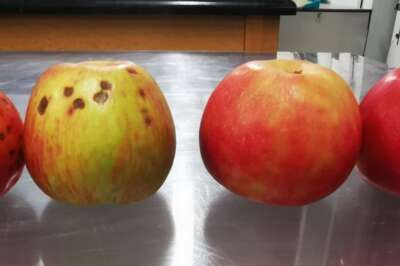 Hexanal Cuts Post-Harvest Apple Spoilage, Say U of G Researchers