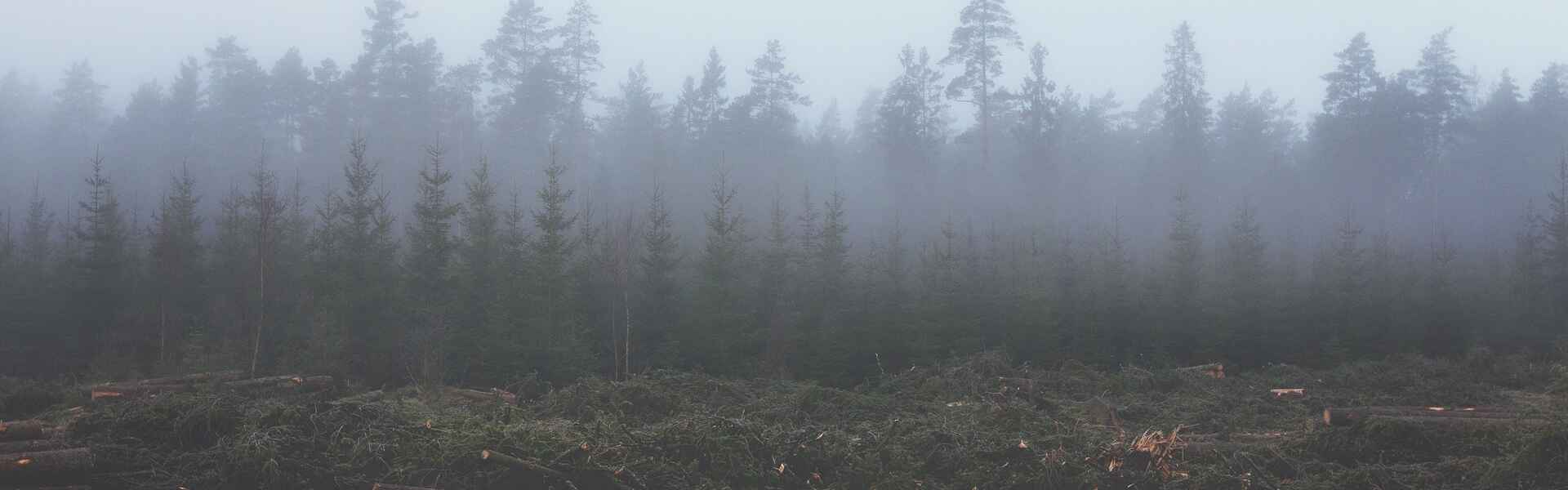 trees cut down and lying on the ground with evergreen trees in the in rows in the background