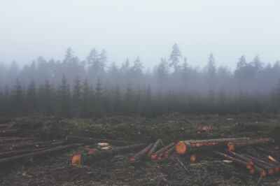 Ecologist Discusses Challenges of COP26 Deforestation Pledge