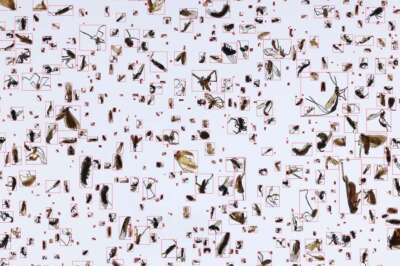 AI Tech Developed at U of G Helps Track Insect Biodiversity