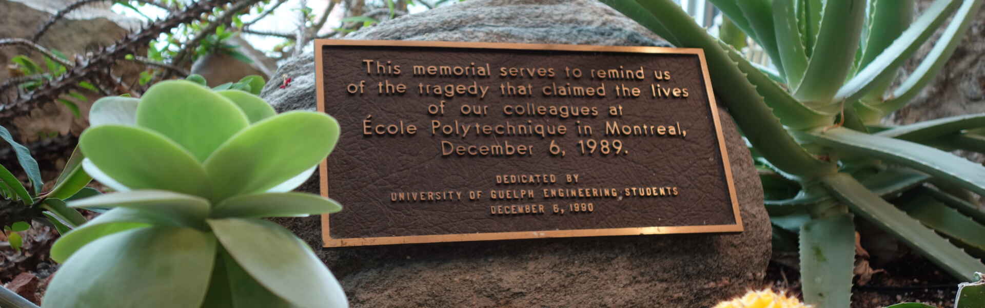 an image of a plaqued centred with words that speak to the rememberance of the women killed on Dec. 6. There are cacti and plants around the plaque