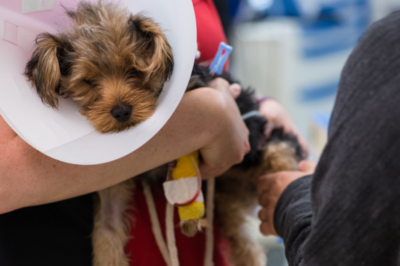 U of G Improves Life for Pets Needing Urgent and Advanced Care