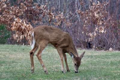 Zoonosis Expert Discusses First Case of COVID-19 Found in Canadian Wildlife
