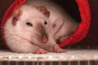 ‘Shoebox’ Lab Cages Impair Animal Health, Affect Health Research Results: U of G Study