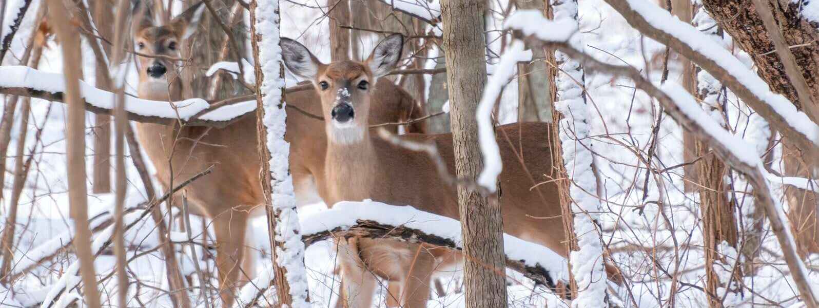 brown deer on snow covered ground during daytime