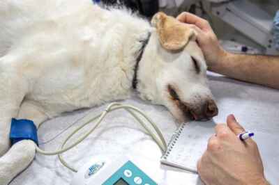 Animal Maltreatment and Family Violence Often Happen Together | OPINION