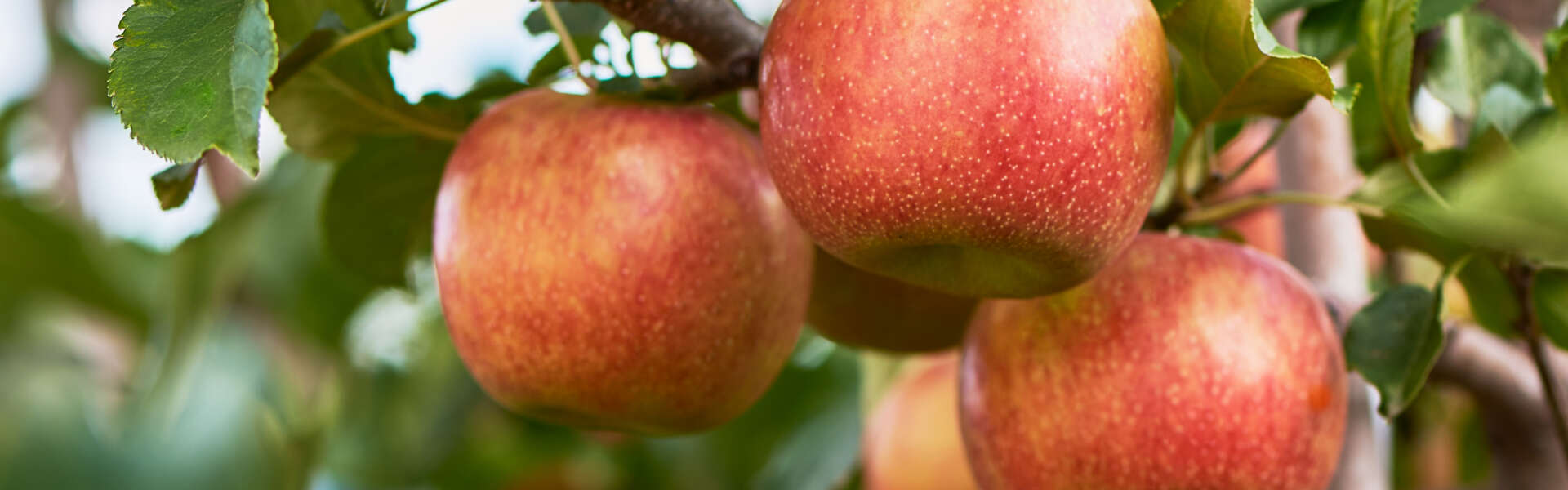 A handful of apples hang from the arm of a tree.