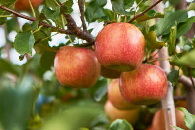 Researchers Compare Apples to Apples to Move the Fresh Fruit Market Forward
