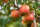 A handful of apples hang from the arm of a tree.