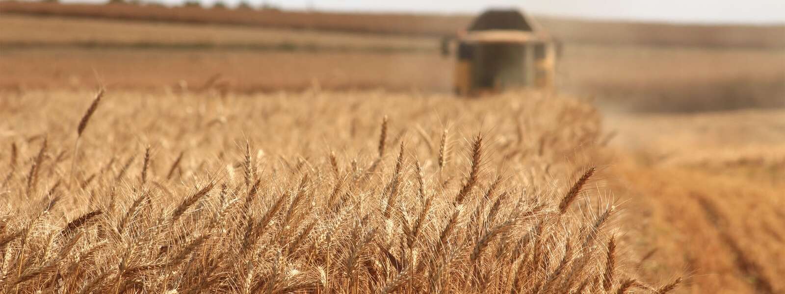Wide shot of a wheat field and a harvesting machine in background