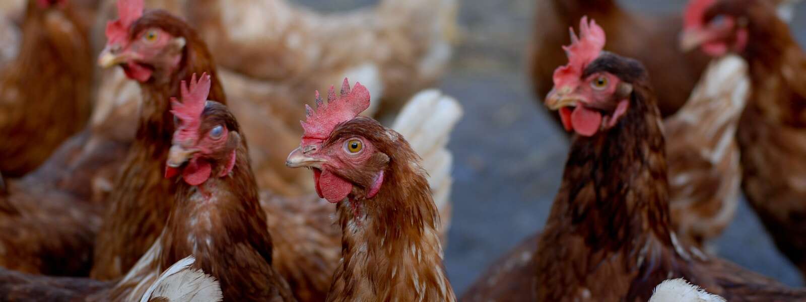 Photo of half a dozen brown chickens