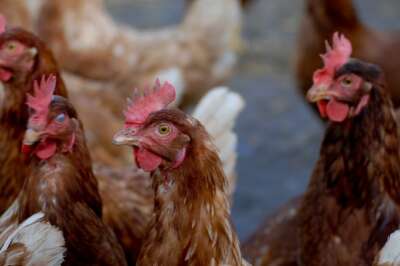 Why a One Health Approach to Avian Influenza Matters | OPINION