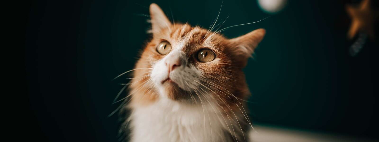 Orange And White Cat Looking Up
