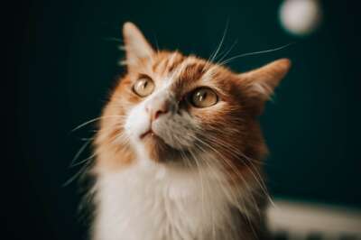 Essential Nutrient Could Help Neutered Cats Avoid Obesity, U of G Research Finds