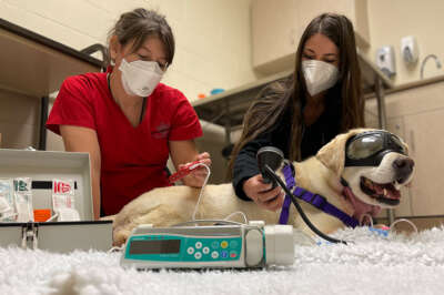OVC Researchers Test ‘Seek and Destroy’ Cancer Treatment