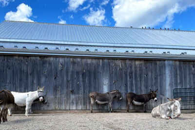 Tree Care and Donkey Sanctuary Focus of Spring Project Serve Days