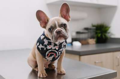 Cannabis Poisoning in Pets on Rise Since Legalization, U of G Study Finds