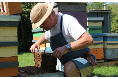 Canadian Beekeepers Face Devasting Colony Losses. A U of G Expert Explains Why