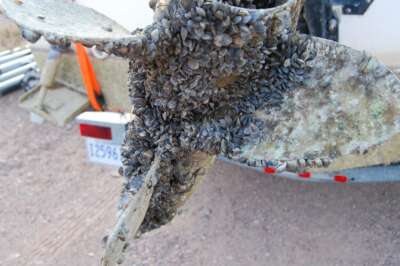 Researchers Bringing AI Smarts to Monitor for Invasive Great Lakes Mussels